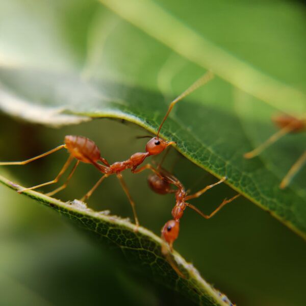 insects could vanish altogether within a century. It’s urgent that we do all we can to save insects.
