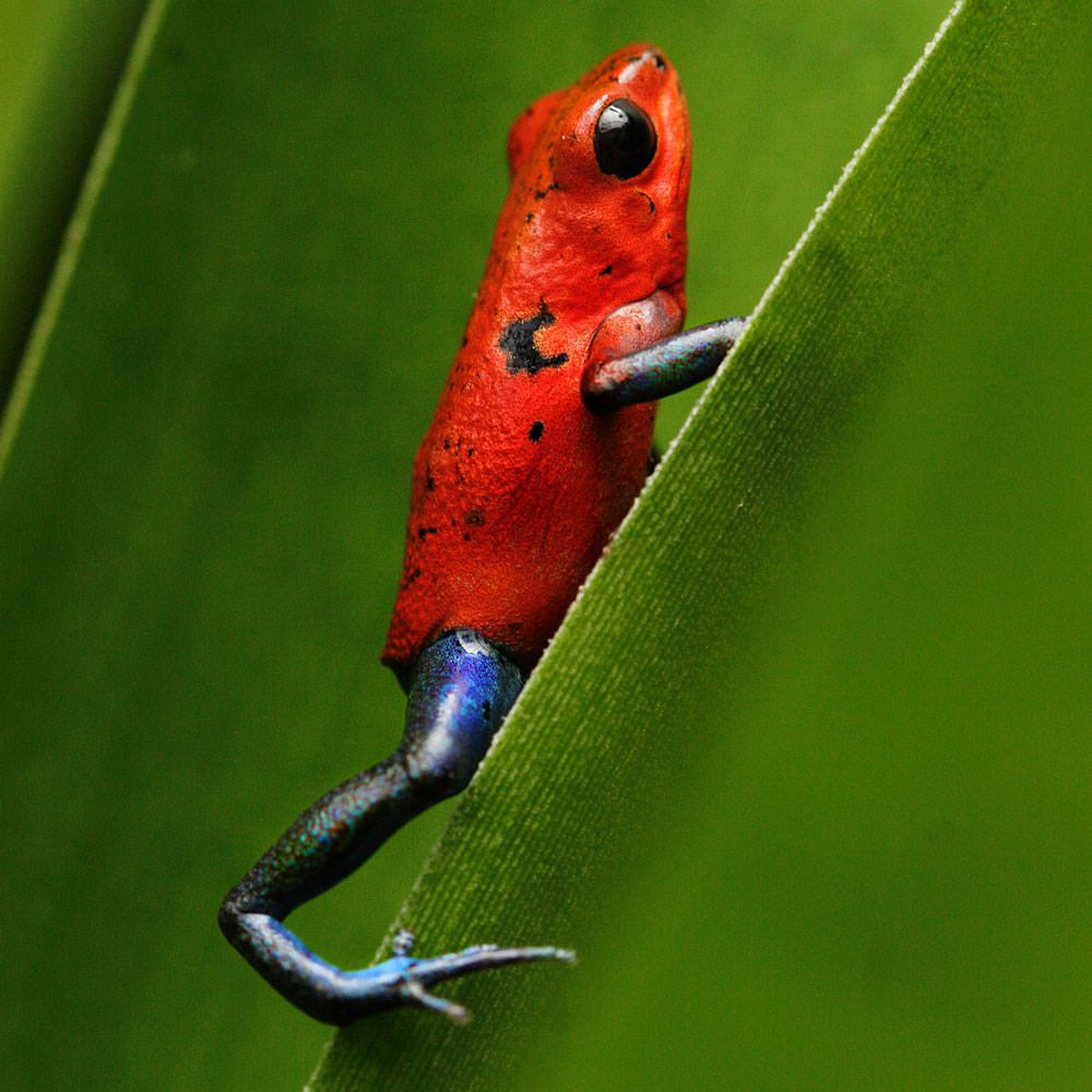 Blue jeans frog