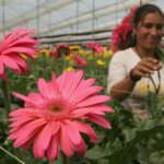 Trazabilidad de Frutas Frescas y Procesadas, Hortalizas y Flores Cortadas  