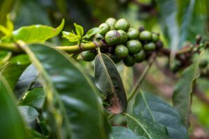 green coffee cherries