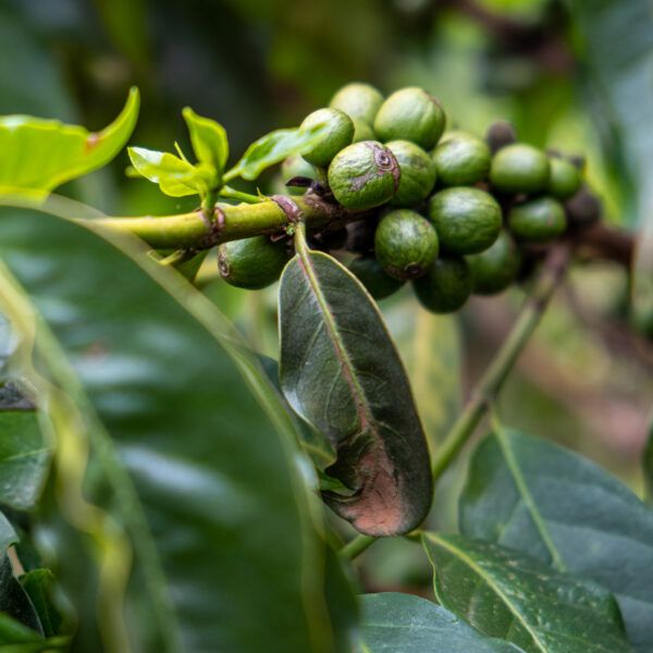 green coffee cherries