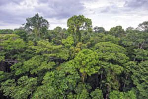 Amazon rainforest