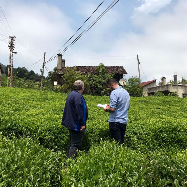 Two man stand in a tea field in Türkiye