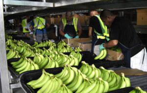 Trabajadores de banano